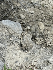 Phrynosoma taurus