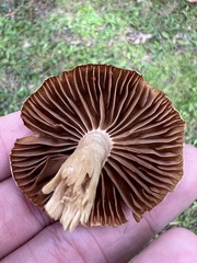 Cortinarius distans