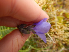 Polemonium acutiflorum