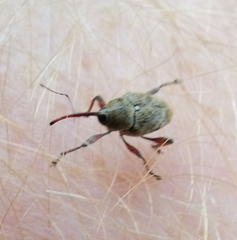 Curculio glandium