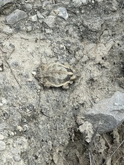 Phrynosoma taurus