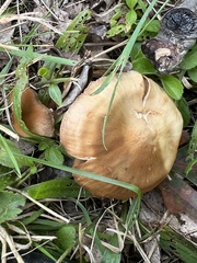 Cortinarius distans