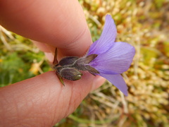 Polemonium acutiflorum