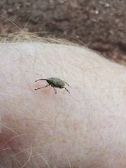 Curculio glandium