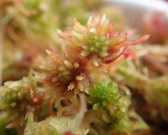 Sphagnum subnitens