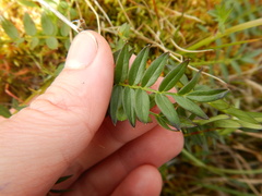 Polemonium acutiflorum