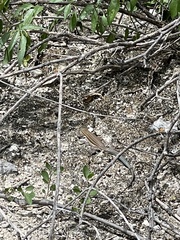 Aspidoscelis guttatus