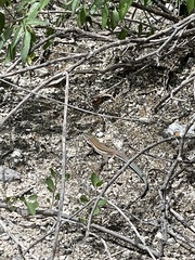 Aspidoscelis guttatus