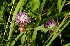 Centaurea aspera