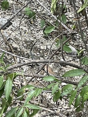 Aspidoscelis guttatus