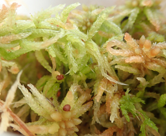 Sphagnum palustre