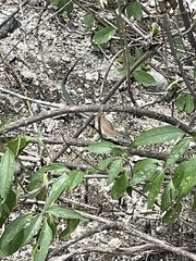 Aspidoscelis guttatus