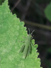 Schistocerca flavofasciata