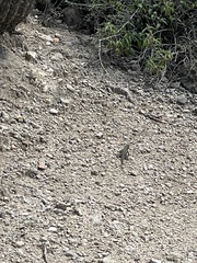 Aspidoscelis gularis