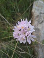 Allium roseum