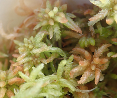 Sphagnum palustre