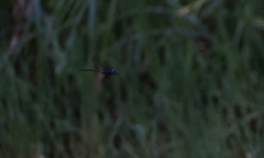 Anaciaeschna martini