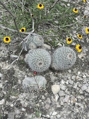 Mammillaria haageana meissneri