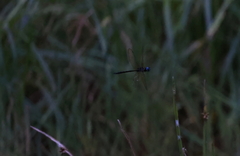 Anaciaeschna martini