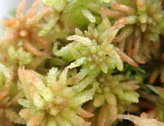 Sphagnum palustre