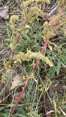 Amaranthus palmeri