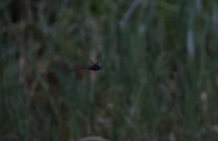 Anaciaeschna martini