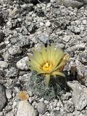 Coryphantha pallida