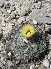 Coryphantha pallida