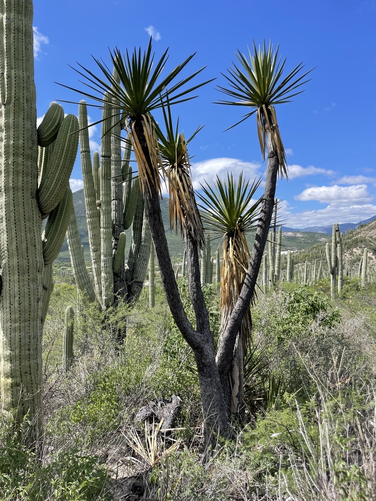 Yucca mixtecana, Tehuacán-Cuicatlán Biosphere Reserve, Zapotitlán, PUE, MX