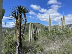 Yucca mixtecana