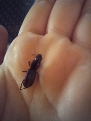 Stenomorphus
