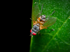 Diptera