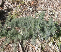Asparagus capensis