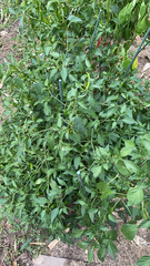 Capsicum annuum