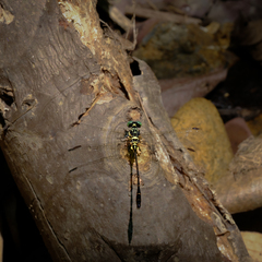 Stylogomphus chunliuae