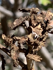 Cystotheca lanestris