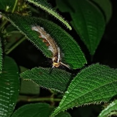 Tanaecia iapis