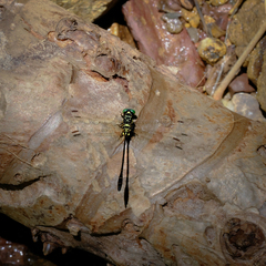 Stylogomphus chunliuae