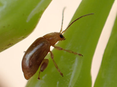 Longitarsus kleiniiperda