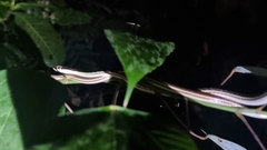 Dendrelaphis pictus