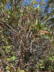 Cystotheca lanestris