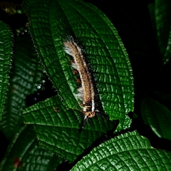 Tanaecia iapis