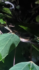 Dendrelaphis pictus
