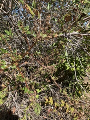 Cystotheca lanestris