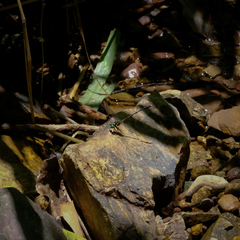 Stylogomphus chunliuae