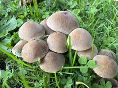 Lacrymaria lacrymabunda