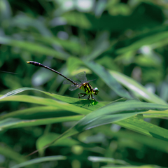 Stylogomphus chunliuae