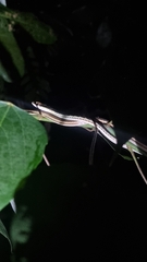 Dendrelaphis pictus