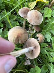 Lacrymaria lacrymabunda