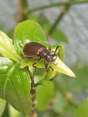 Lagria villosa
